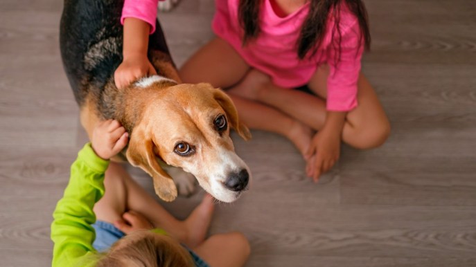 Come vedono i cani il mondo intorno a loro? Le differenze con gli umani