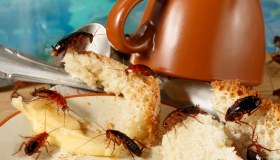 Blatte in casa, come capire se ci sono e il trucco per eliminarle