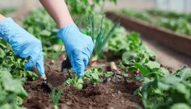 Orto, cosa piantare mese per mese