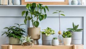 Come prendersi cura delle piante da interno