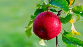 Quercetina: la molecola antiossidante che protegge la pelle e combatte le infiammazioni