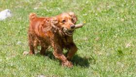 Dallo stare da solo a non tirare il guinzaglio, cosa deve sapere il cane