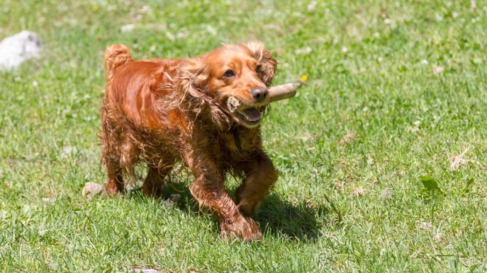 Dallo stare da solo a non tirare il guinzaglio, cosa deve sapere il cane