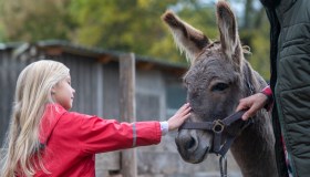 Altro che offesa: essere paragonati a un asino è un complimento