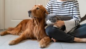 Portare il gatto o il cane in vacanza o lasciarlo a casa? Pro e contro