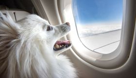 Viaggiare con i cani in aereo: tutte le informazioni da conoscere