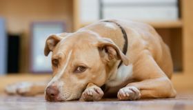Leishmaniosi nel cane: cosa sapere per proteggerlo