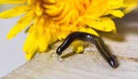 Millepiedi in casa: il trucco infallibile per eliminarli con 2 ingredienti che hai in cucina