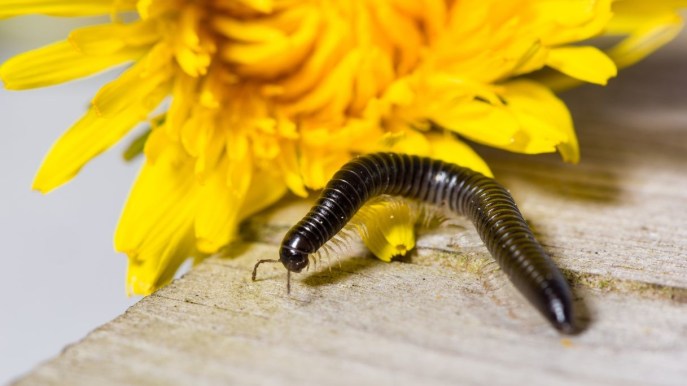 Millepiedi in casa: il trucco infallibile per eliminarli con 2 ingredienti che hai in cucina