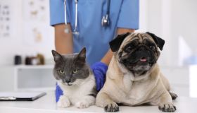 Spese veterinarie e 730: come avere le detrazioni