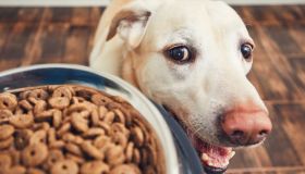 Come addestrare il cane a non prendere il cibo da estranei