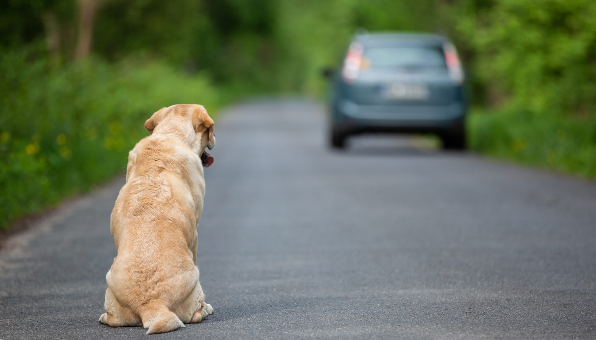 Il dramma degli animali abbandonati in estate: come combatterlo