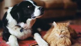 Stress nel cane e nel gatto: quali sono i segnali e come fare