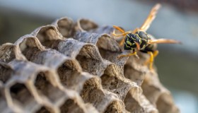Come eliminare un nido di vespe e quanto costa