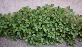 Parietaria: proprietà, benefici e utilizzi