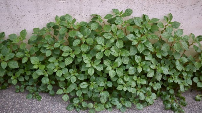 Parietaria: proprietà, benefici e utilizzi