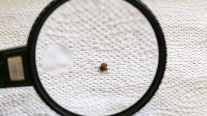 Come riconoscere le cimici da letto ed eliminarle