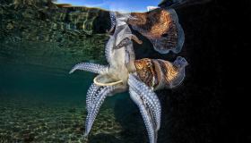 Gli organismi marini e i rifiuti: “Watersurface” la mostra che lancia l’allarme