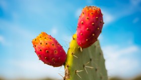 Fichi d’India: un concentrato di vitamina C per combattere radicali liberi e invecchiamento cellulare