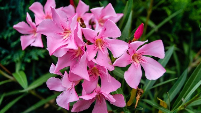 Potatura oleandro: quando farlo, quali rami recidere e trucchi per farlo diventare albero
