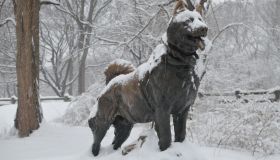 Balto, la vera storia di un cane che salvò un’intera città