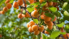 Potatura dell’albicocco: il periodo giusto, consigli infallibili e trucchi geniali