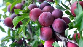 Potatura del susino: il periodo giusto e quando togliere i succhioni