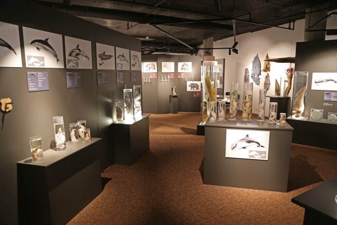  Icelandic Phallological Museum