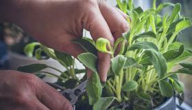 Potatura della salvia, come e quando farla: le tecniche per non danneggiarla