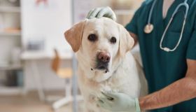 Sterilizzazione e castrazione del cane: le risposte della veterinaria ai dubbi più comuni