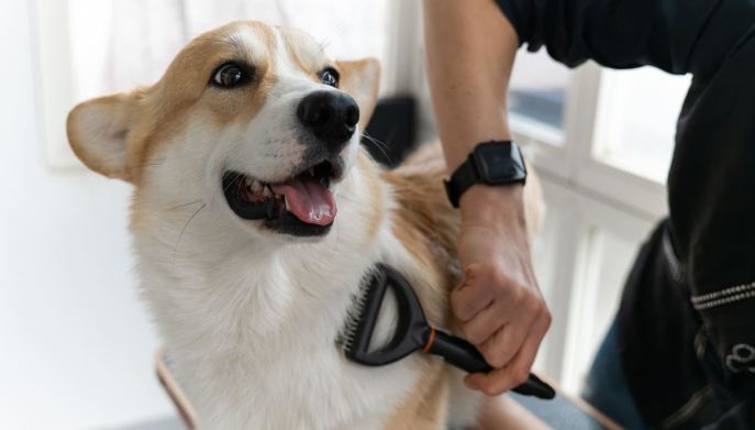 lavaggio del cane