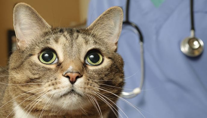 gatto e veterinario