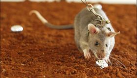 Si chiamano HeroRats e sono i topi eroi che salvano vite umane