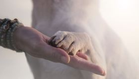 Sai comunicare con il tuo cane? Ecco come farti capire, attraverso il tono di voce e il corpo