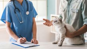Vaccini per il gatto: quali sono obbligatori e quando farli? I consigli della veterinaria