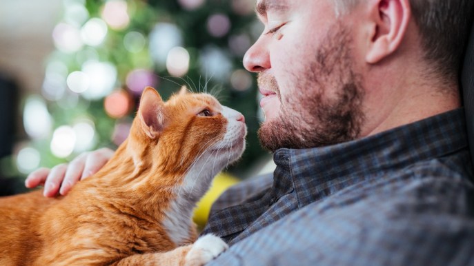 Quanti anni “umani” ha il tuo gatto? Come calcolare la sua età in maniera scientifica
