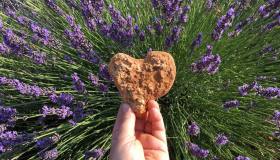 Sapone nero, la soluzione ecologica per casa e giardino