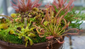 Piante carnivore da appartamento: tutti i consigli per coltivarle