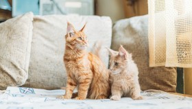 Quanto vive un gatto: tutti i fattori che influenzano la longevità felina