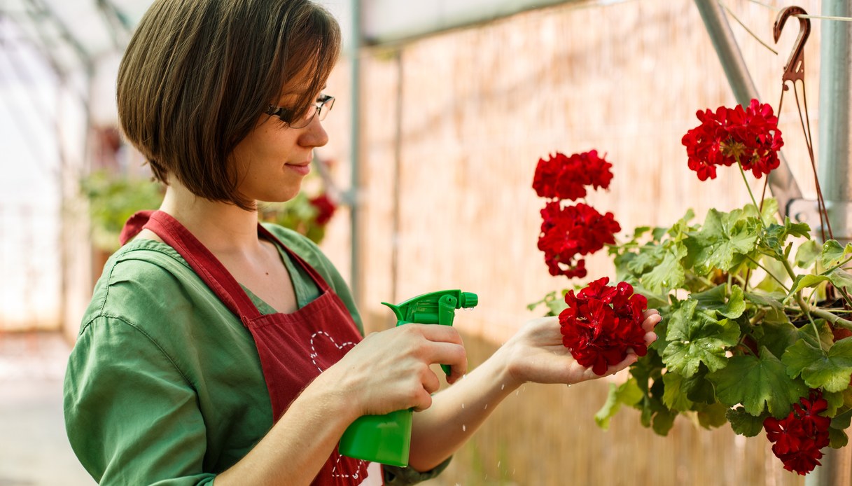Bruchi nei gerani: come eliminarli e salvare le piante