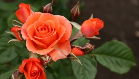 Festa della Mamma, una rosa per fermare l’Alzheimer