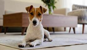 Cane in casa: le regole per gestire al meglio gli spazi condivisi