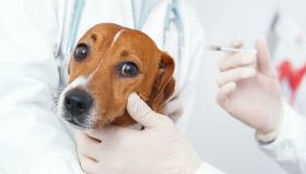 Proteggi il tuo cane: guida alla profilassi antiparassitaria stagionale
