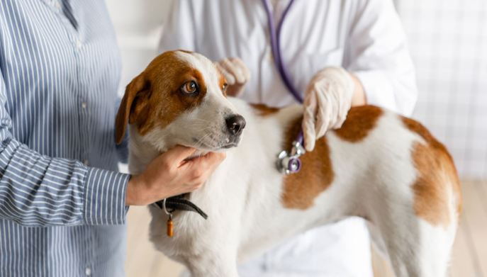 cane dal veterinario