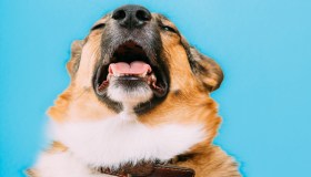 Anche il cane può avere il raffreddore! Come comportarsi e i rimedi più efficaci
