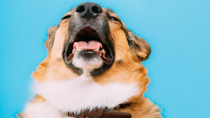 Anche il cane può avere il raffreddore! Come comportarsi e i rimedi più efficaci