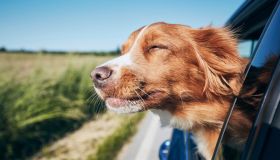 Accessori da viaggio per cani e gatti: i gadget più curiosi da avere quest’estate
