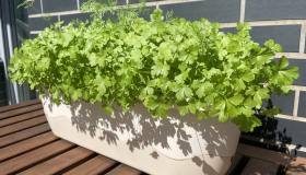 Prezzemolo in vaso, i segreti per coltivarlo rigoglioso