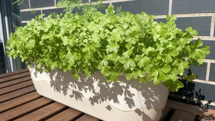 Prezzemolo in vaso, i segreti per coltivarlo rigoglioso