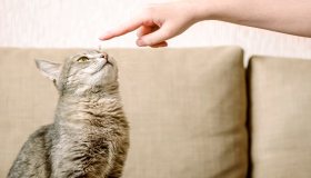 Si può addestrare un gatto? Sì, l’esperta ci spiega come